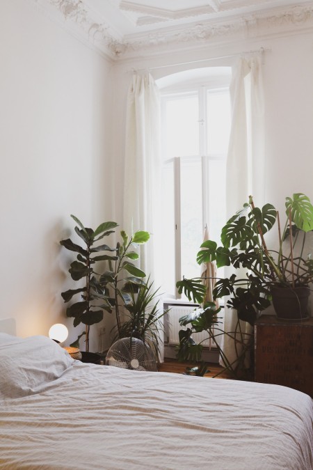 Mitos e Verdades sobre Plantas no Quarto: Elas Roubam Oxigênio?