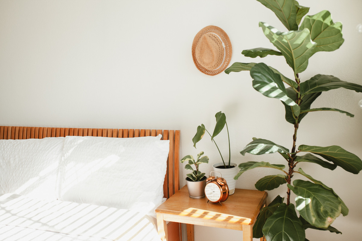 plantas no quarto