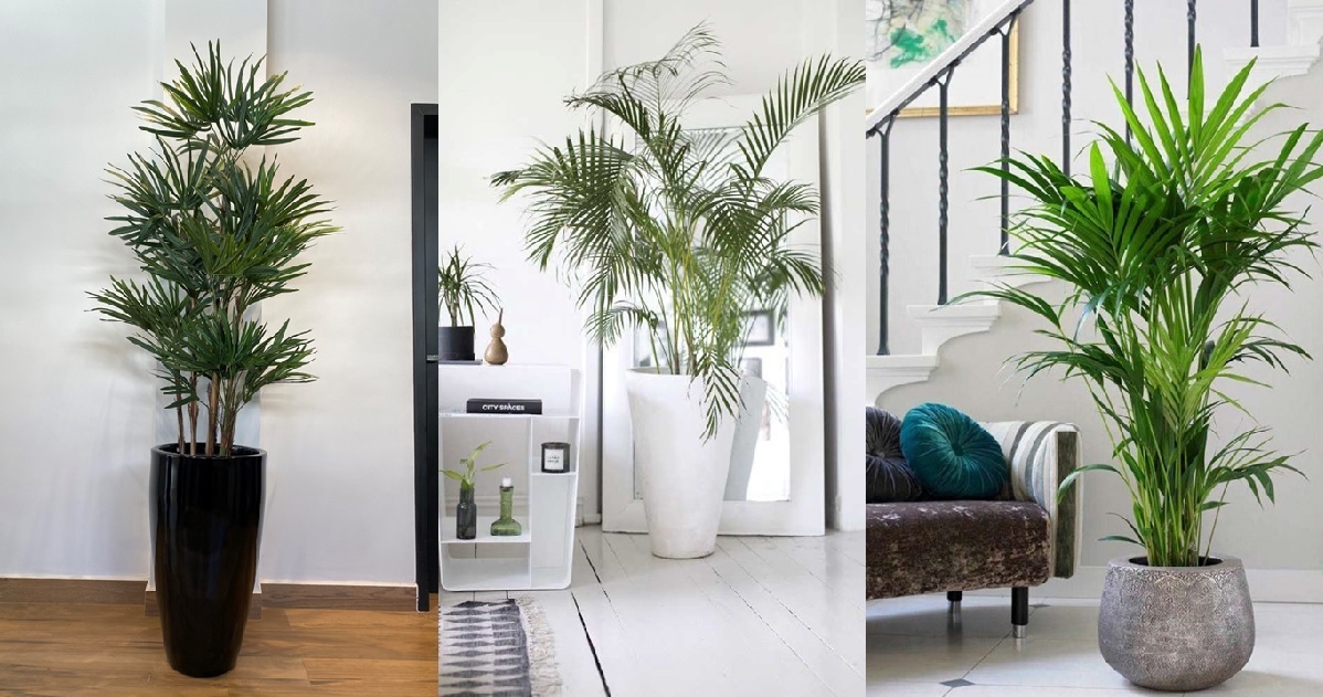 Plantas Purificadoras de Ar para Apartamento: Saúde e Bem-Estar em Casa