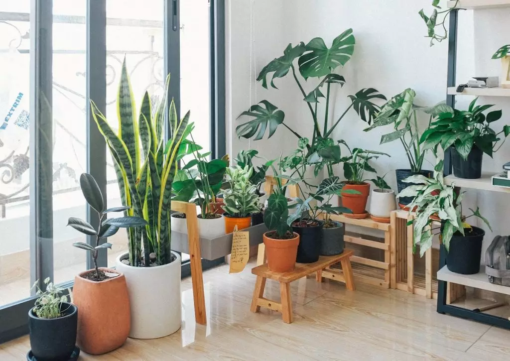 Transforme seu Apartamento: Plantas Grandes que Amam a Sombra