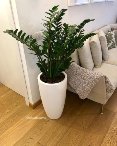 Plantas Purificadoras de Ar para Apartamento: Saúde e Bem-Estar em Casa
