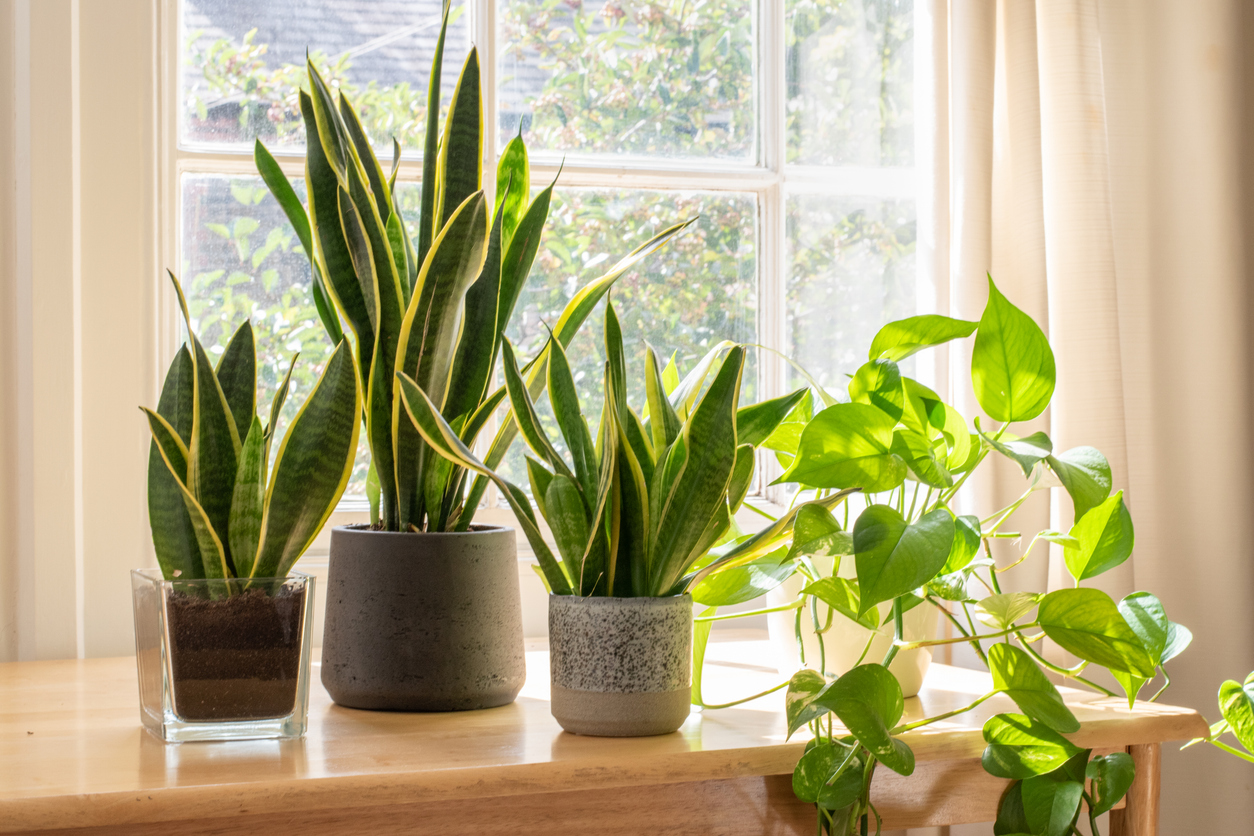 plantas para apartamento