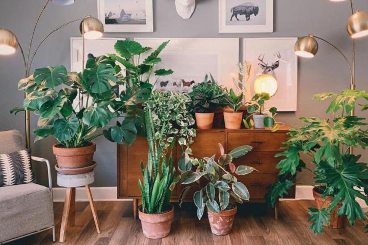 Top 5 Plantas Pet Friendly para Apartamentos: Decore com Segurança
