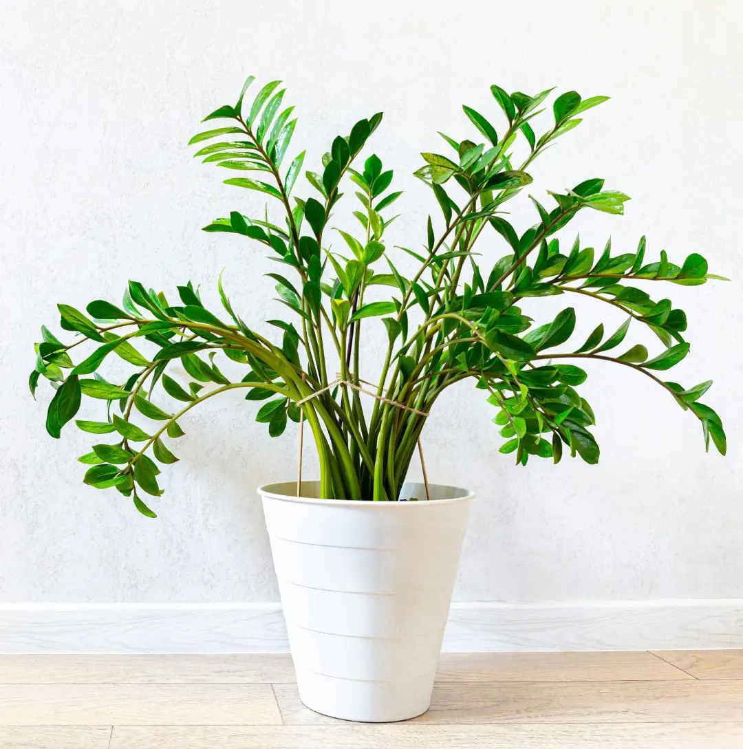 Como Escolher Plantas para Apartamento com Pouca Luz Natural