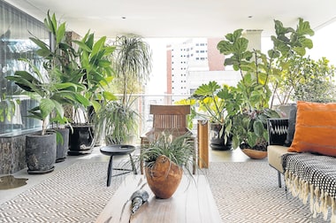 Plantas Purificadoras de Ar para Apartamento: Saúde e Bem-Estar em Casa