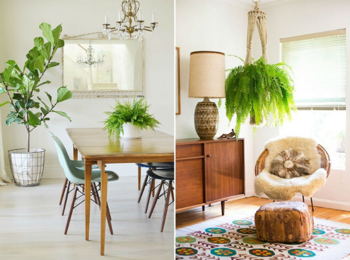 Transforme seu Apartamento: Plantas Grandes que Amam a Sombra