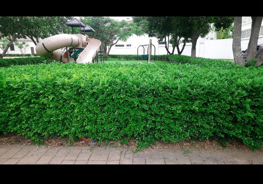 Como fazer uma cerca viva passo a passo