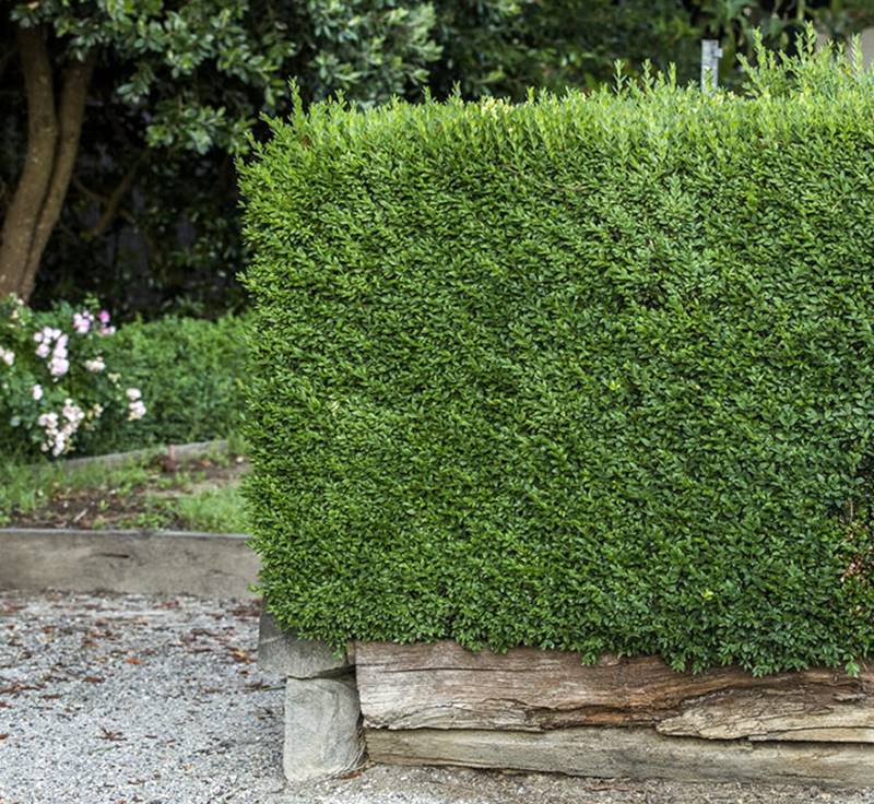 Cerca viva com flores: as mais bonitas para o seu jardim