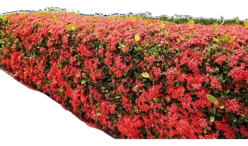 Cerca viva para delimitar espaços pequenos