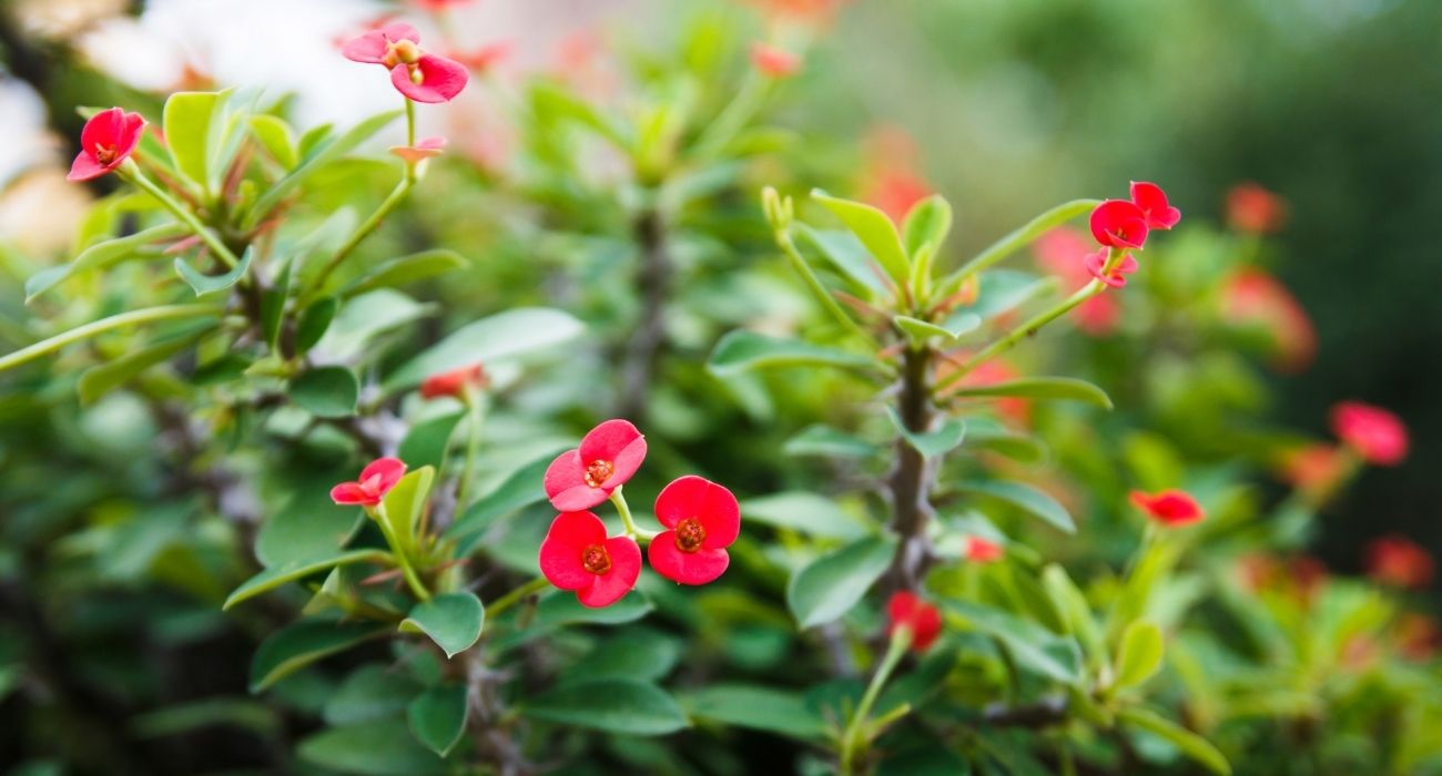 Benefícios das cercas vivas para o meio ambiente