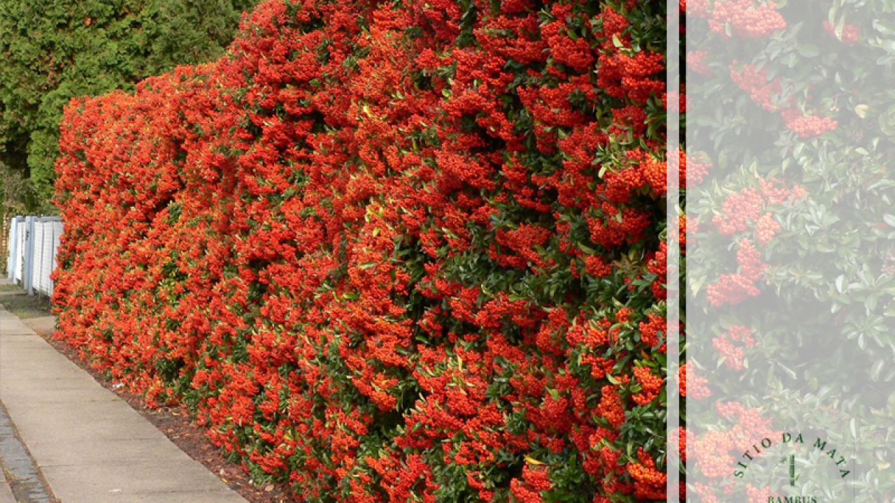 Cerca viva com flores: as mais bonitas para o seu jardim