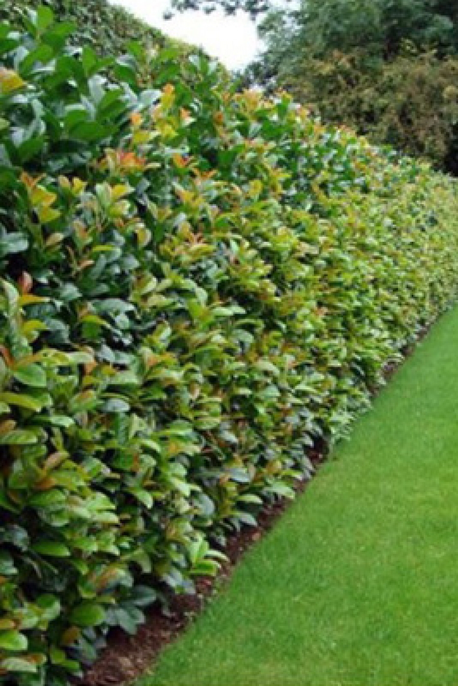 Cerca viva para delimitar espaços pequenos