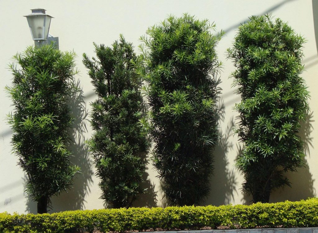 Benefícios das cercas vivas para o meio ambiente