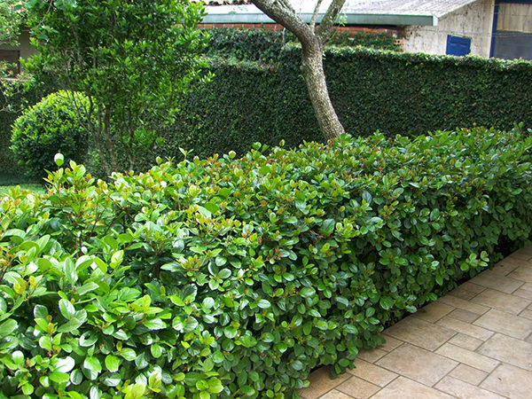 Plantas para cerca viva que crescem rápido