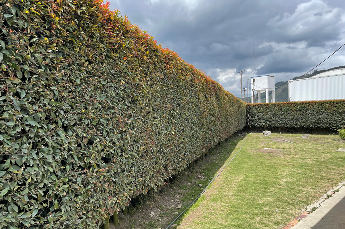 plantas para cerca viva