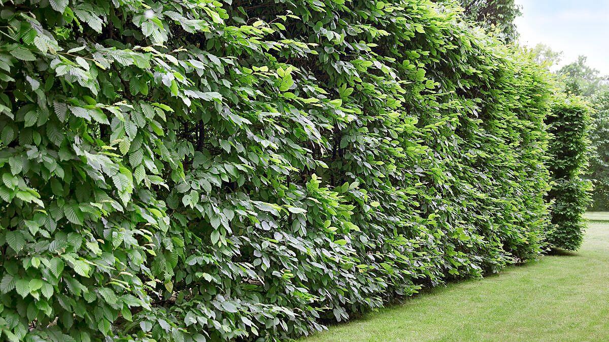 Como fazer uma cerca viva passo a passo