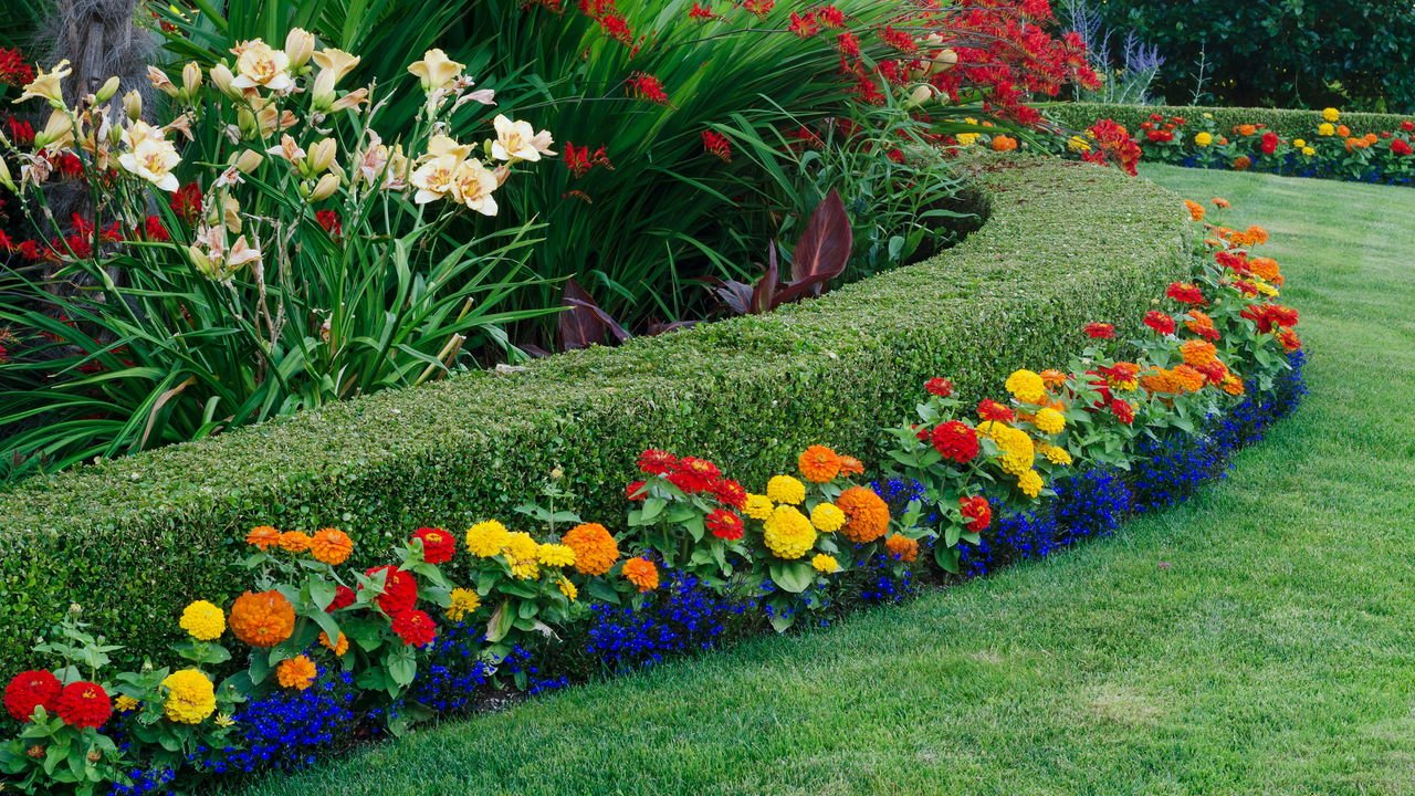 Plantas para cerca viva que crescem rápido