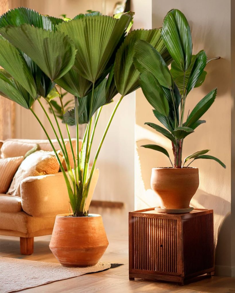 espécies de plantas de interior com pouca manutenção