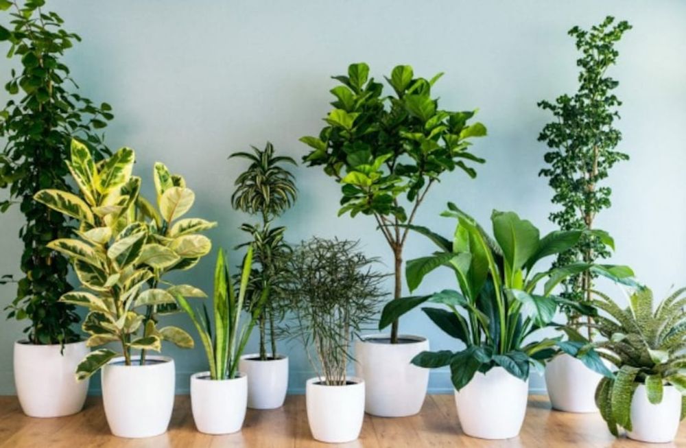 melhores plantas para purificar o ar em apartamentos