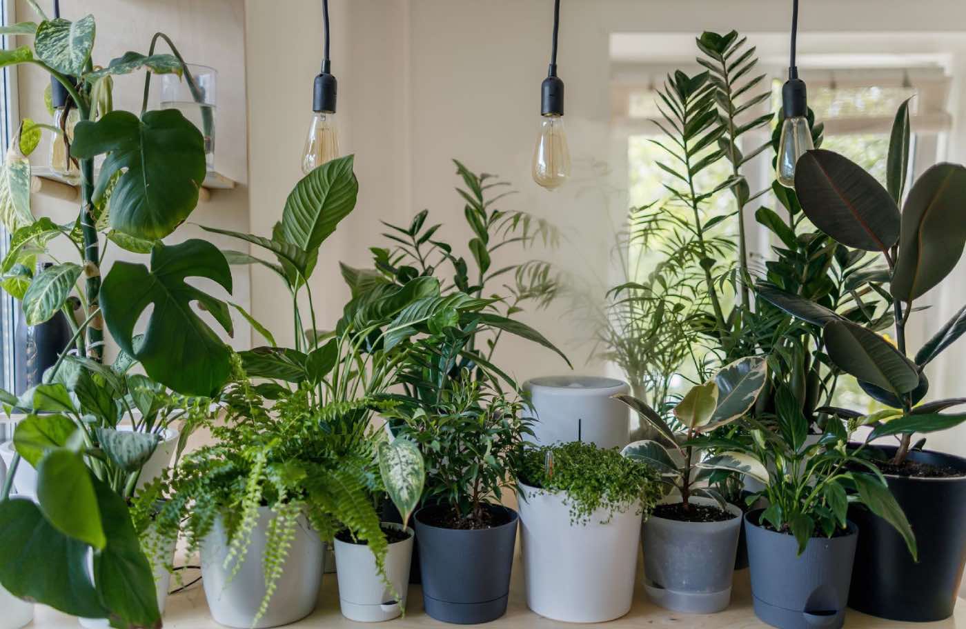 espécies de plantas de interior com pouca manutenção