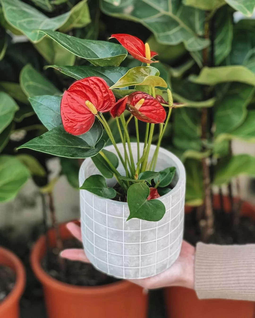 melhores plantas para purificar o ar em apartamentos