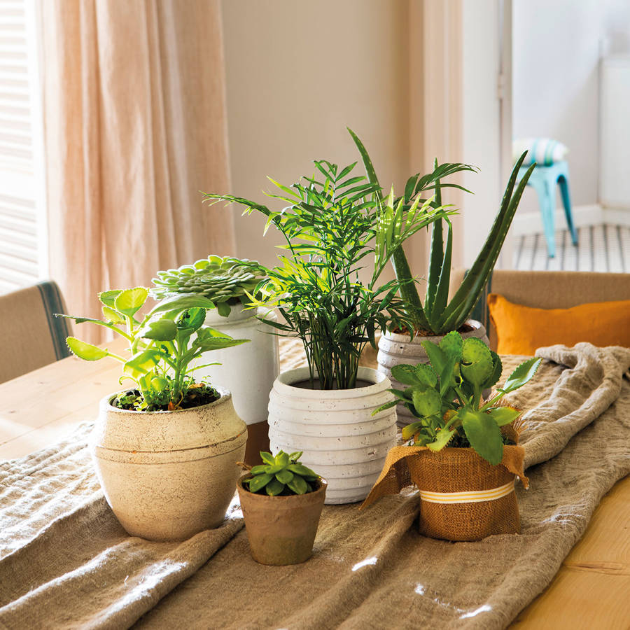 plantas para dentro de casa