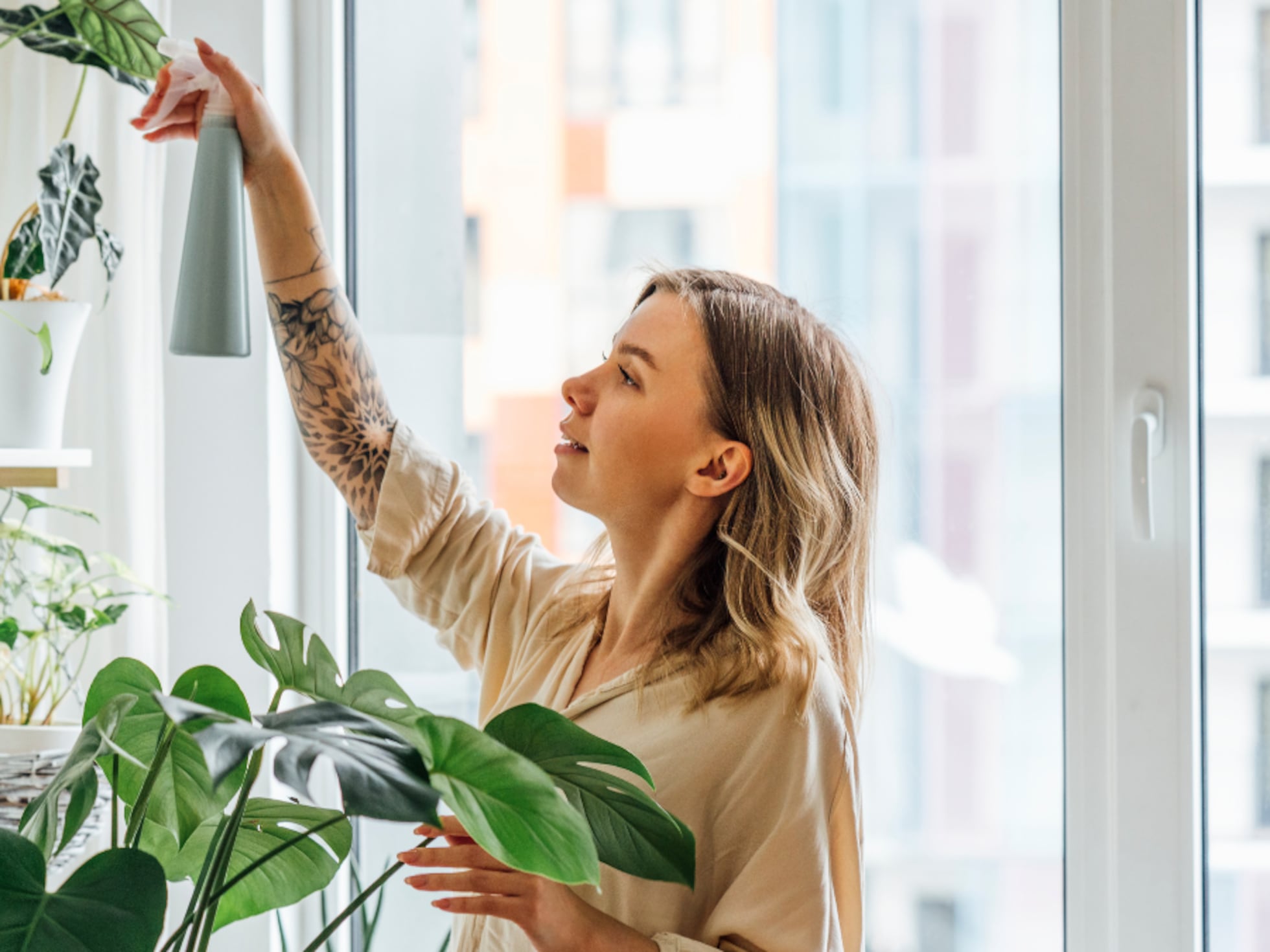espécies de plantas de interior com pouca manutenção