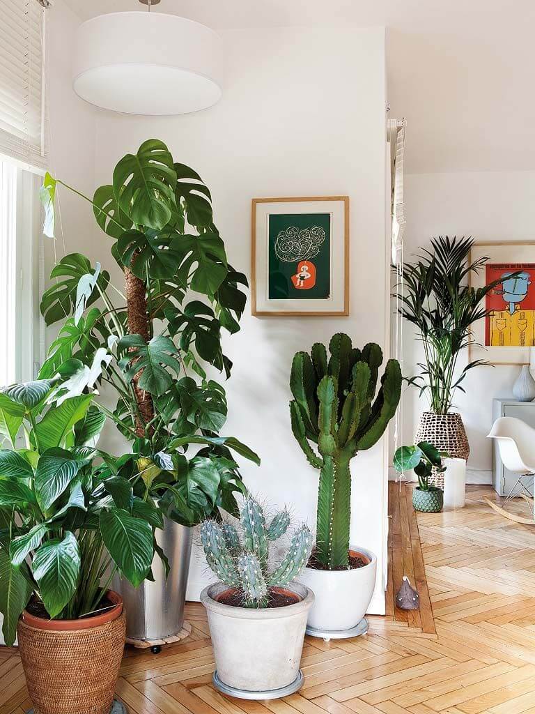 plantas para dentro de casa