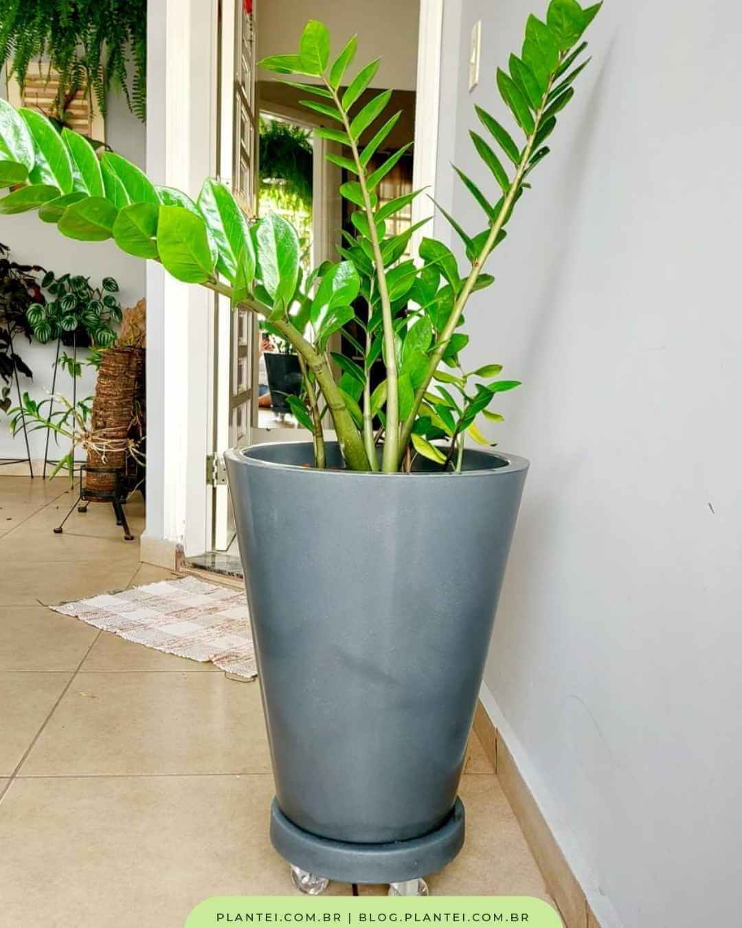 plantas para dentro de casa que não precisam de sol