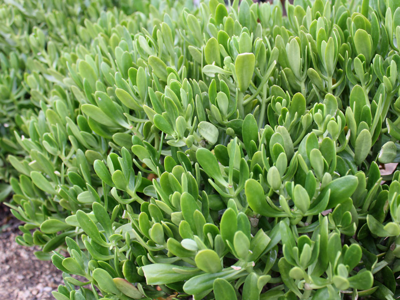 plantas para jardim com pouca agua