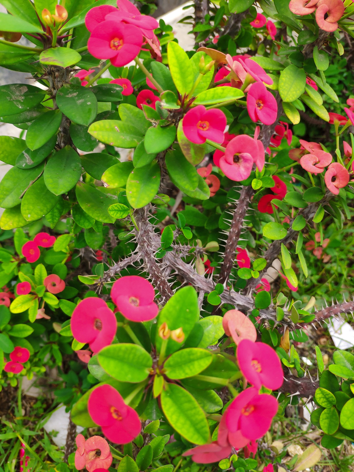 5 Suculentas Incríveis para Iniciantes