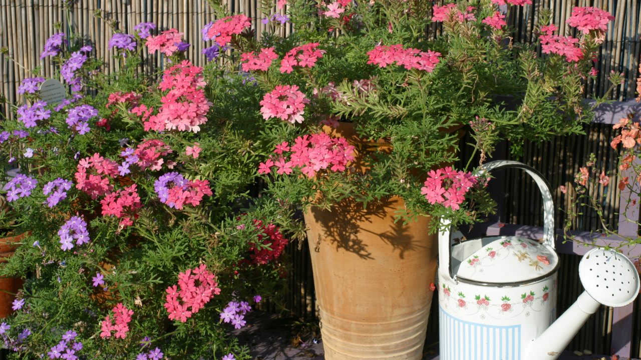 O Poder das Cactáceas: Beleza e Resistência em Seu Jardim