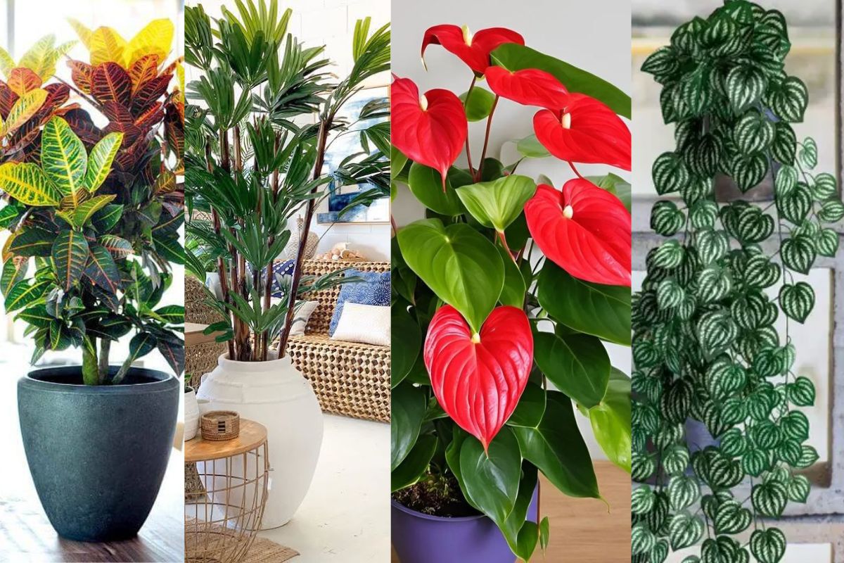 5 Suculentas Incríveis para Iniciantes