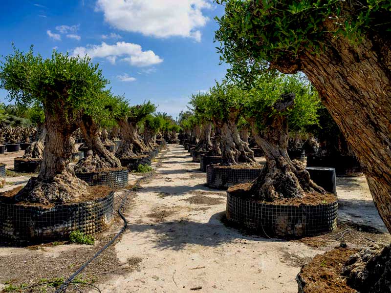 Como Criar um Jardim de Pedras com Pouca Água