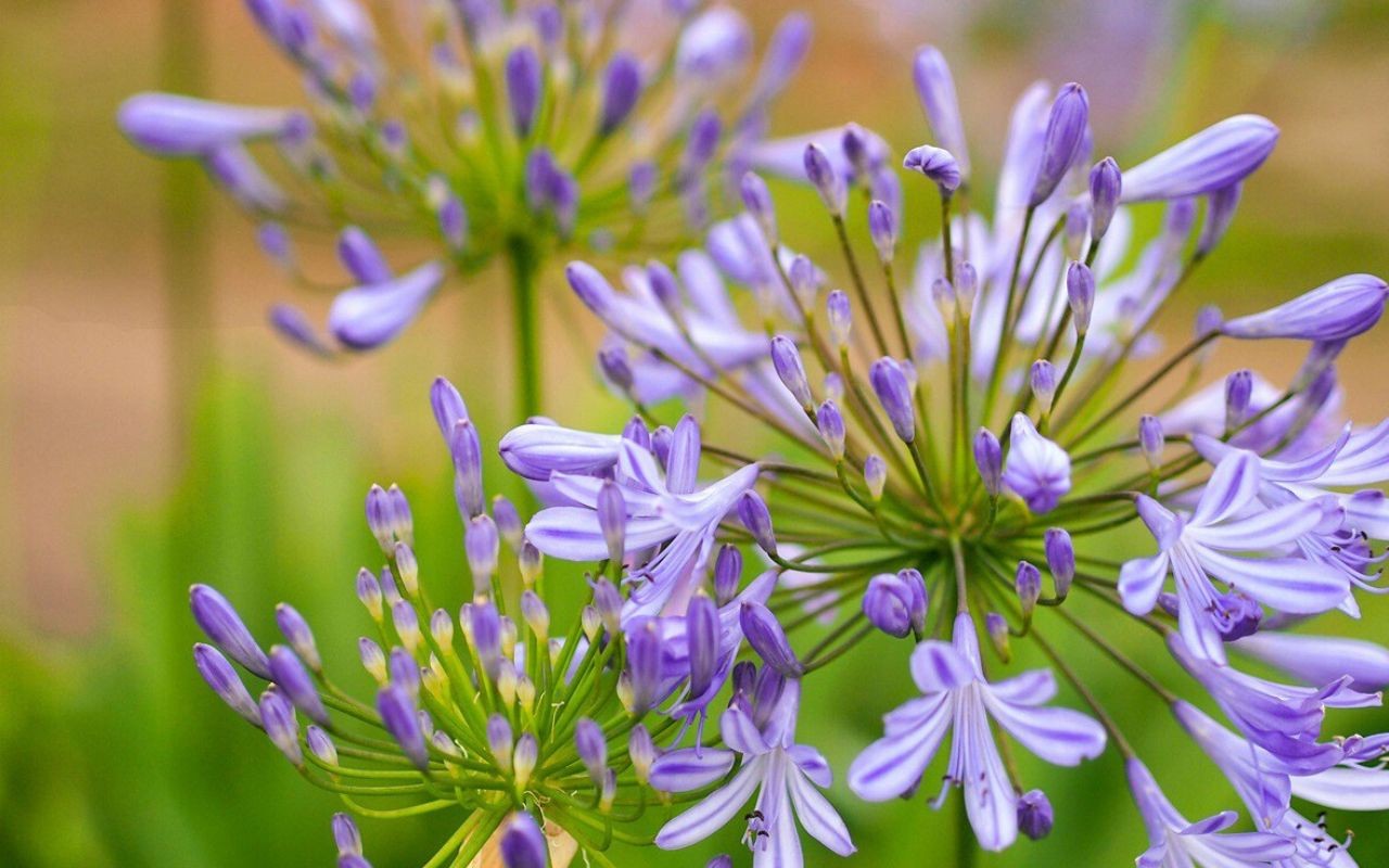 O Poder das Cactáceas: Beleza e Resistência em Seu Jardim