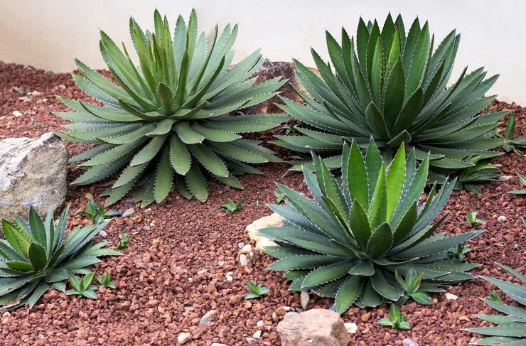 plantas para jardim com pouca agua