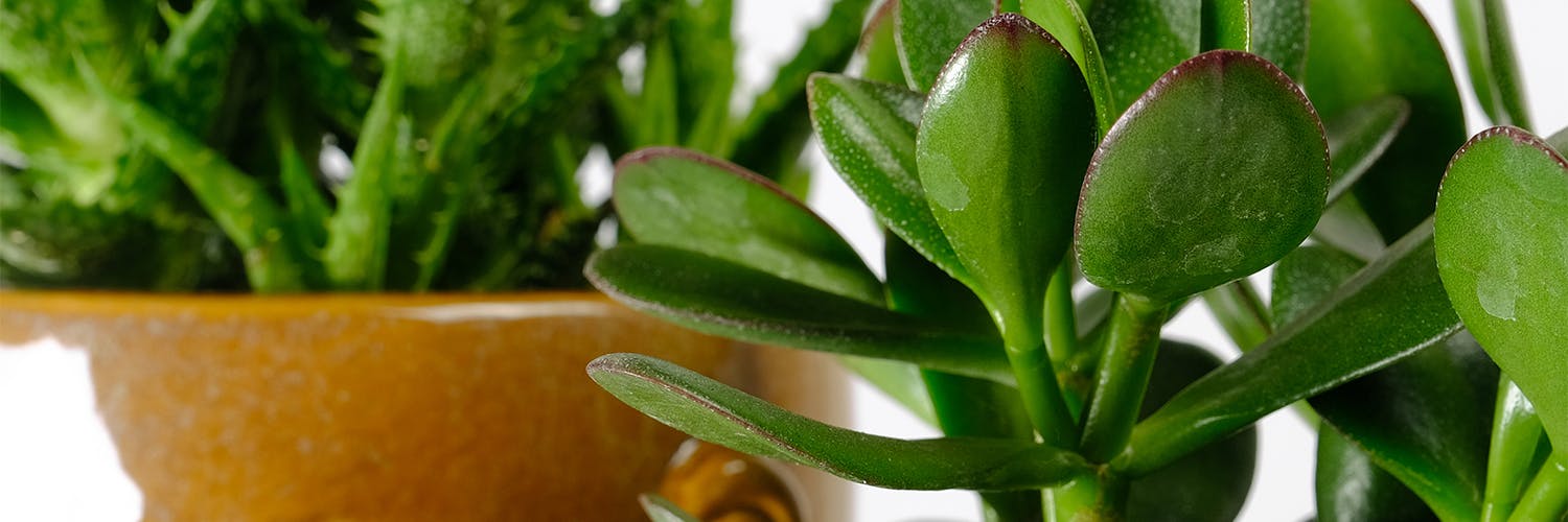 7 Arbustos de Baixa Manutenção para Cercas-Vivas