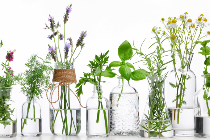 O Poder das Cactáceas: Beleza e Resistência em Seu Jardim