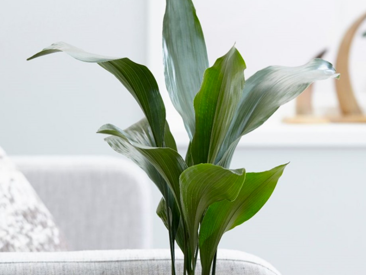 Guia Completo: Onze-Horas para um Jardim Colorido