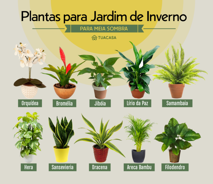 plantas para jardim de inverno com pouca luz