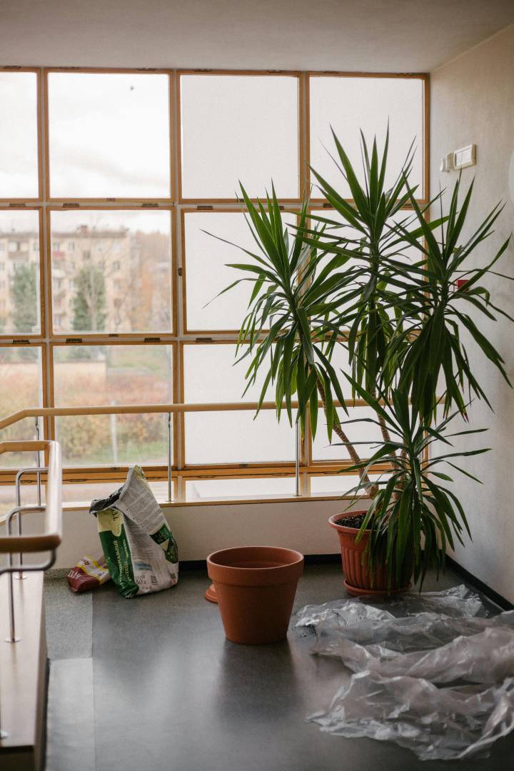 plantas de interior que não precisam de sol