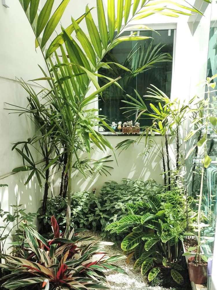 espécies de plantas resistentes à falta de luz