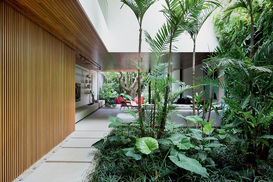 plantas de interior que não precisam de sol