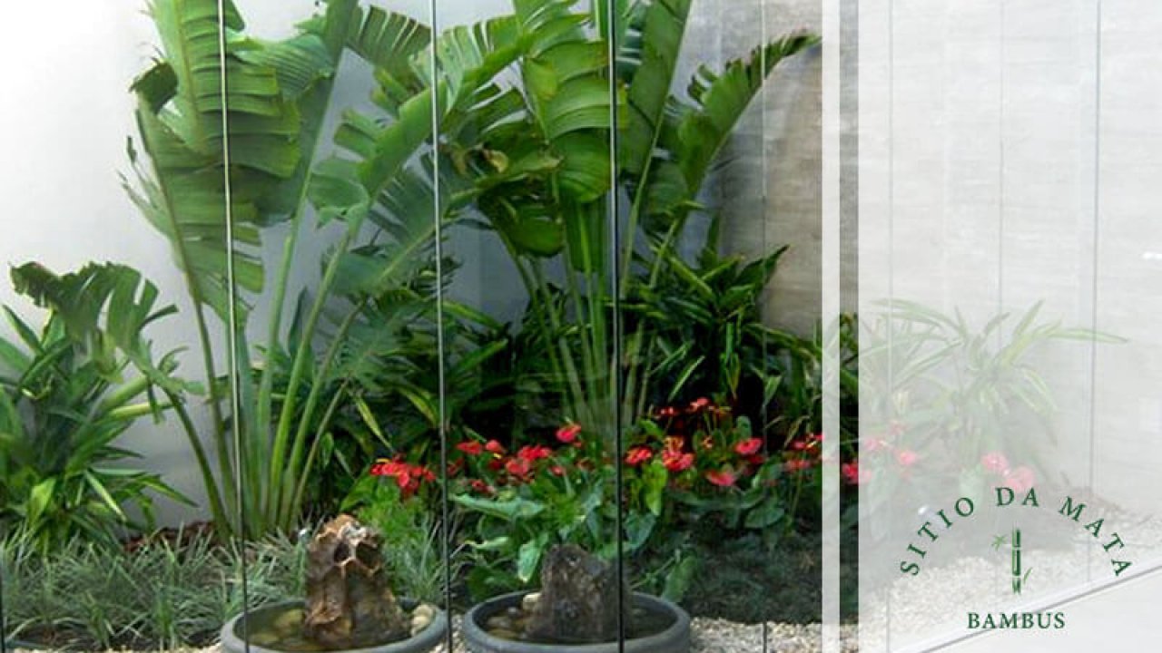 como ter um jardim de inverno com pouca iluminação