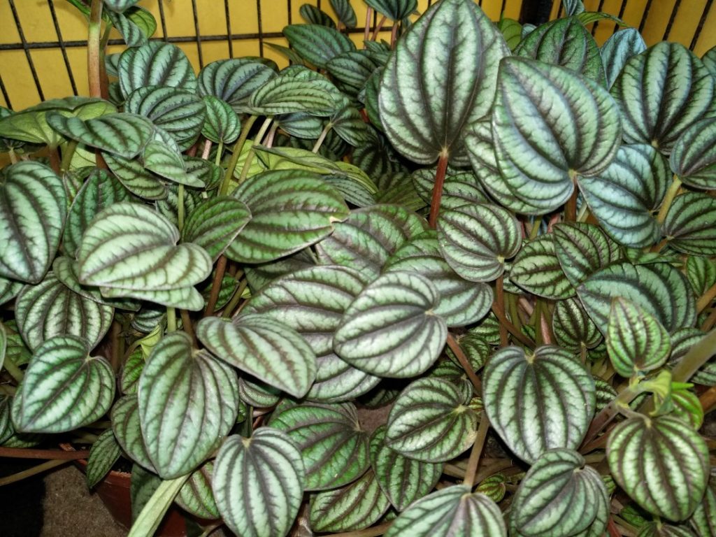 plantas para jardim de inverno com pouca luz