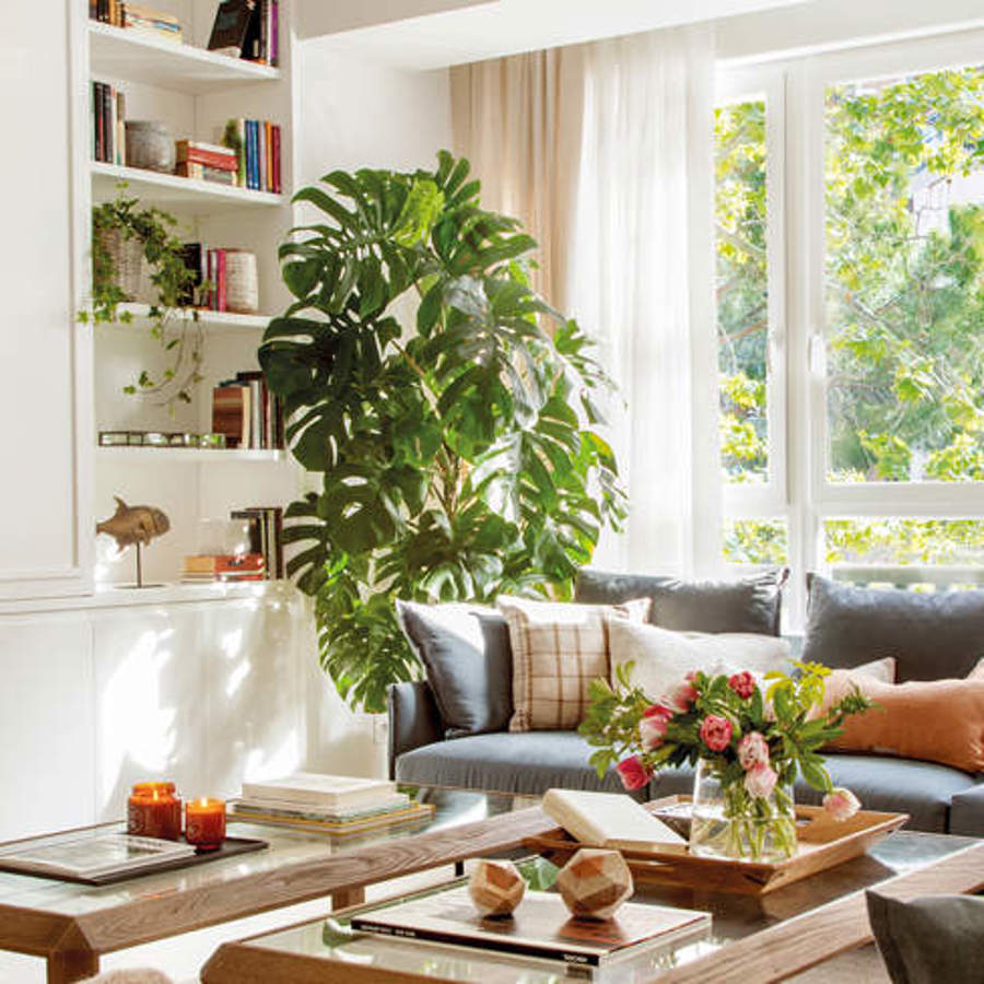 plantas para sala de estar