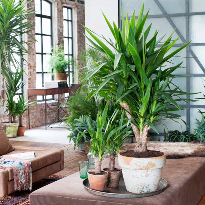 plantas fáceis de cuidar para sala