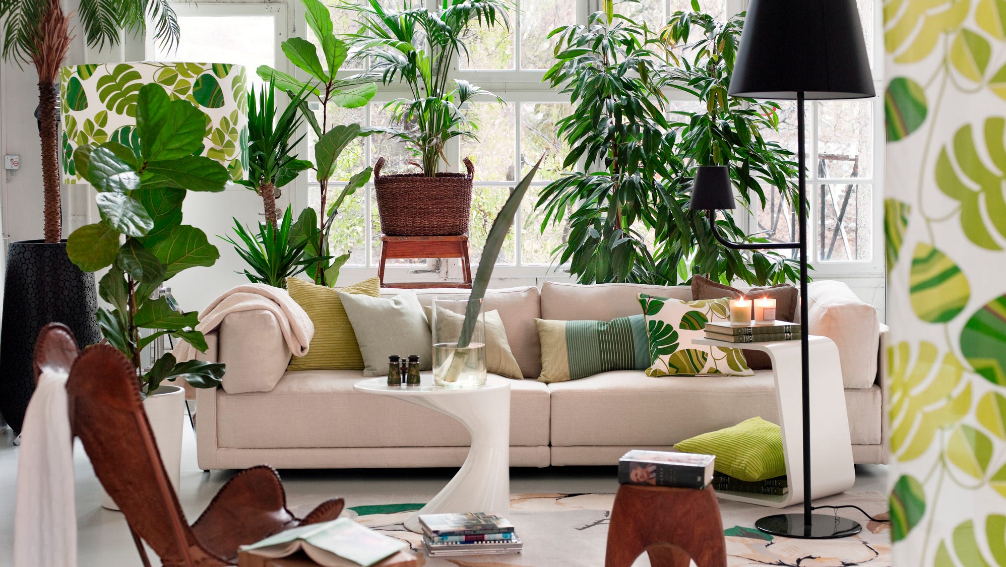 melhores plantas para ambientes com pouca luz e baixa manutenção