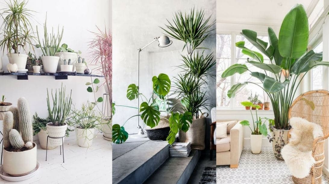 espécies de plantas para decorar sala de estar