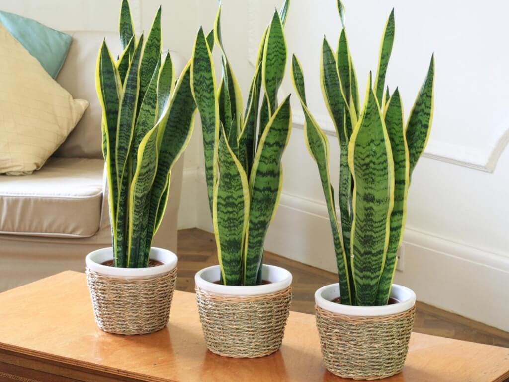 plantas purificadoras de ar para interiores